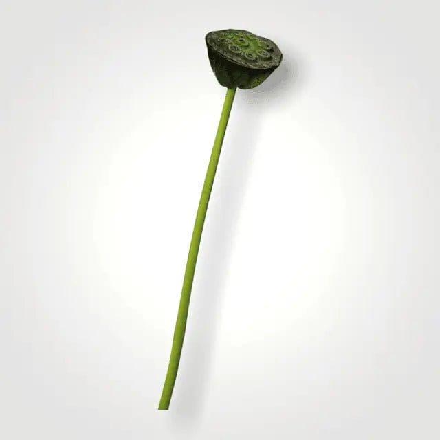 Artificial Lotus Seedpod Stem - Persora