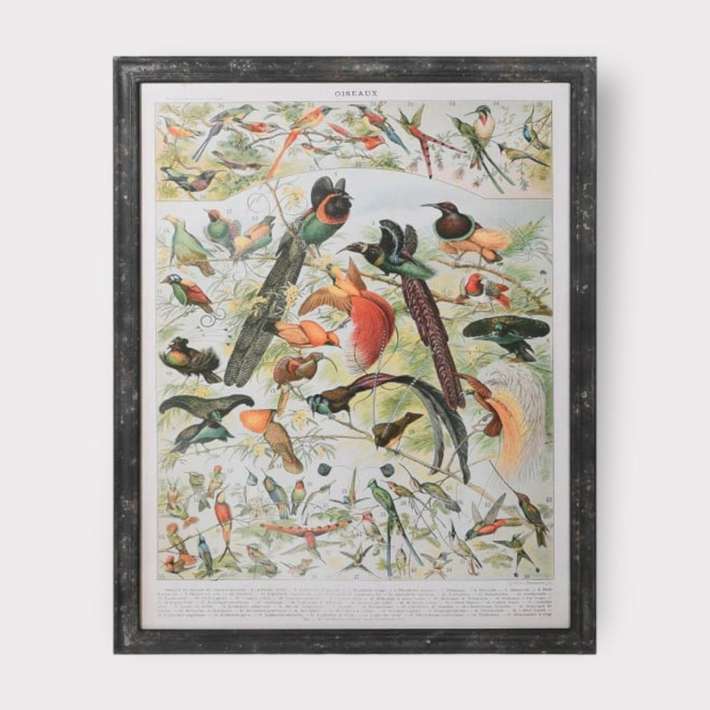 Audubon Inspired Vintage Birds Framed Picture 2 - Persora