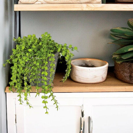 Green Potted Button Fern.