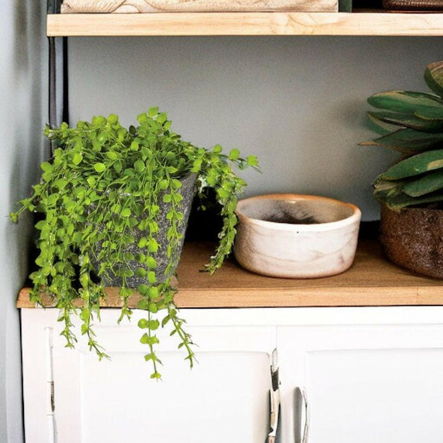 Green Potted Button Fern.