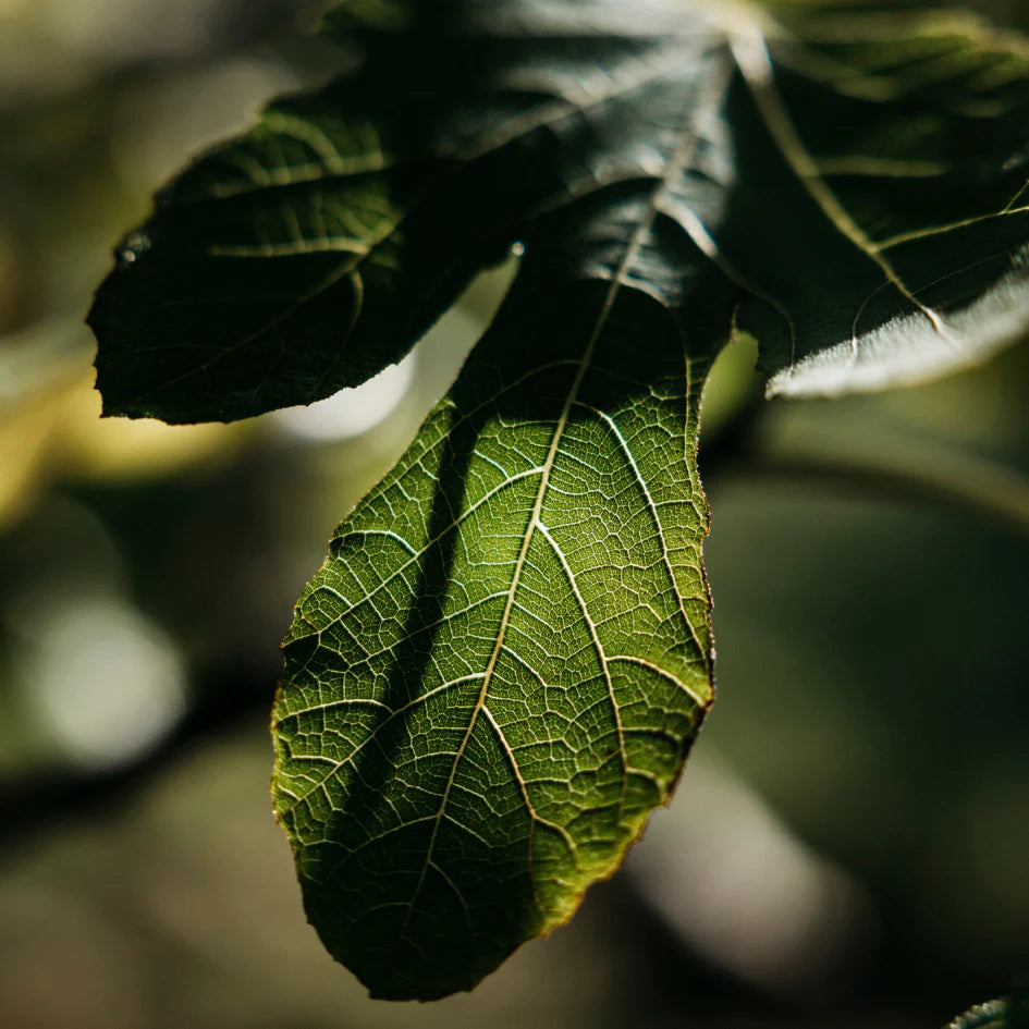 St Eval Fig Tree Diffuser