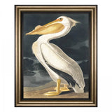 White Pelican Framed Canvas