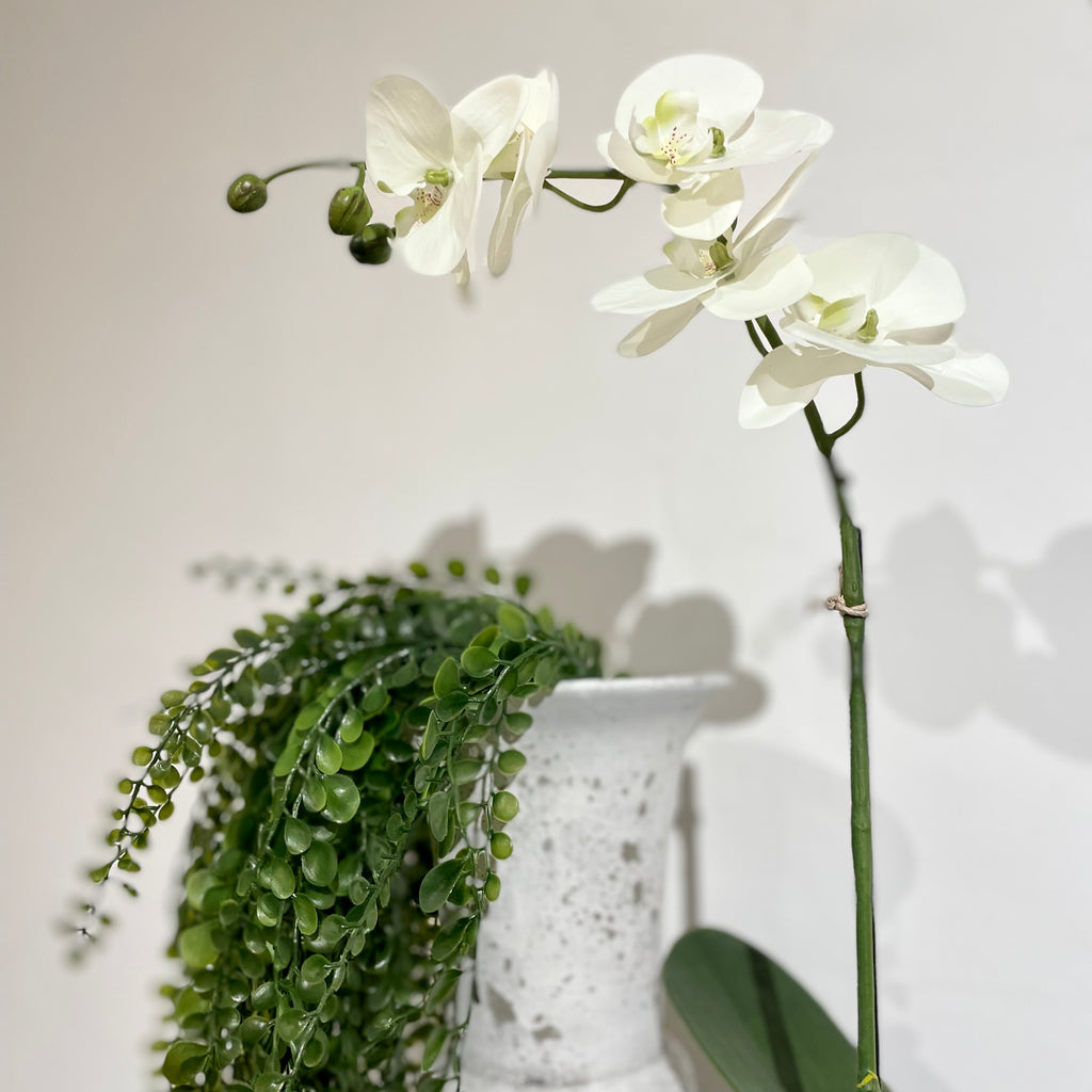 White Orchid Phalaenopsis in Pot