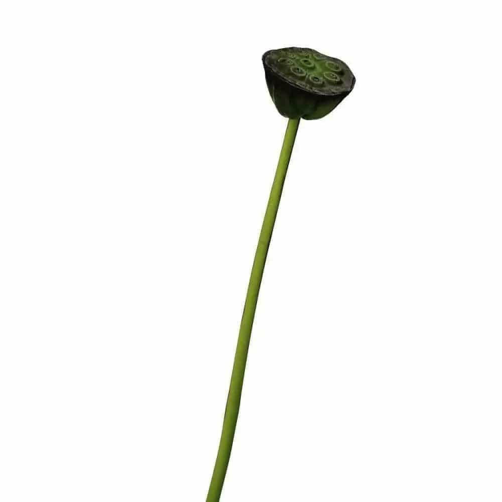 Artificial Lotus Seedpod Stem.