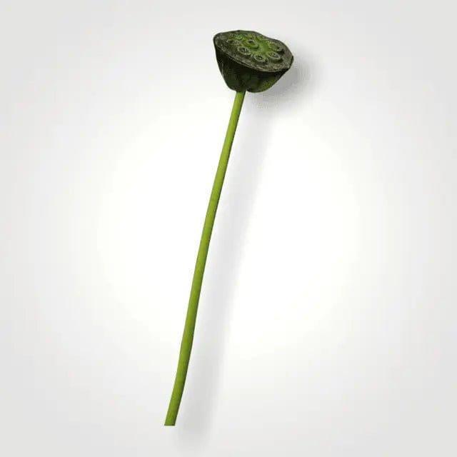 Artificial Lotus Seedpod Stem.